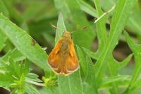 Ochlodes sylvanus