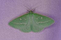 Thetidia smaragdaria