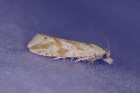 Thiodia citrana