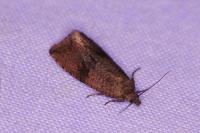 Celypha striana