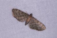 Eupithecia haworthiata