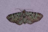 Pasiphila rectangulata