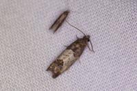 Spilonota ocellana