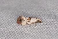 Cochylis hybridella