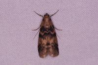 Euzophera pinguis