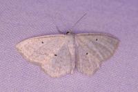 Scopula immutata