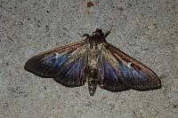 Cydalima perspectalis