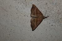 Hypena proboscidalis