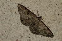 Peribatodes rhomboidaria