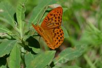 Argynnis paphia