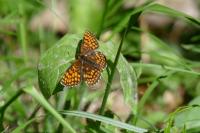 Melitaea athalia