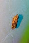 Archips xylosteana