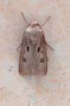 Agrotis exclamationis exclamationis
