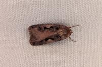 Xestia c-nigrum