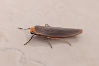 Manulea complana