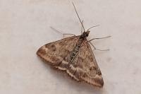 Pyrausta despicata