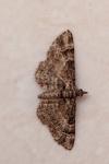 Gymnoscelis rufifasciata