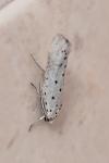 Yponomeuta