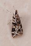 Eudonia delunella