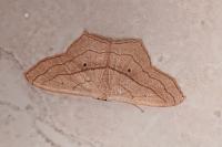 Scopula imitaria