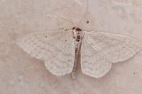 Idaea subsericeata