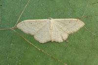 Idaea straminata