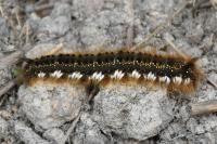 Euthrix potatoria
