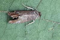 Cydia pomonella