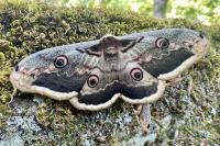 Saturnia pyri