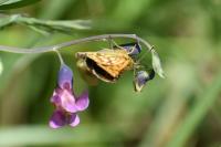 Carterocephalus palaemon