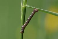 Phigaliohybernia aurantiaria/marginaria