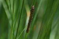 Phigaliohybernia aurantiaria/marginaria