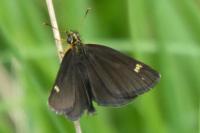 Heteropterus morpheus
