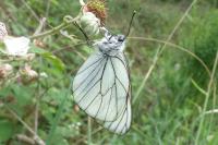 Aporia crataegi