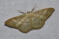 Idaea deversaria