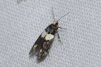 Recurvaria leucatella