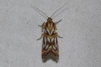 Acrobasis porphyrella