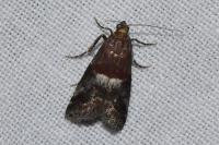 Acrobasis marmorea