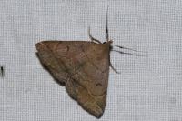 Zanclognatha lunalis