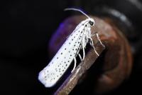 Yponomeuta evonymella