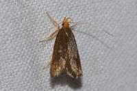 Eurodachtha pallicornella