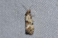 Cochylis molliculana