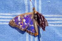 Apatura ilia