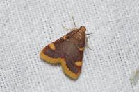 Hypsopygia costalis