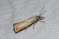 Chrysoteuchia culmella