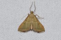 Endotricha flammealis