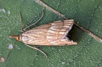 Chrysocrambus linetella