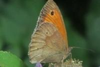 Maniola jurtina