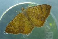 Camptogramma bilineata