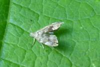 Anthophila fabriciana